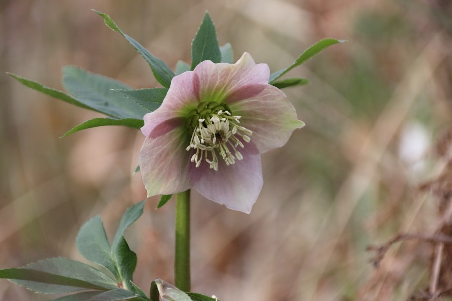 Морозник odorus