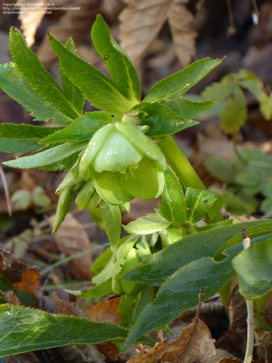 Helleborus odorus