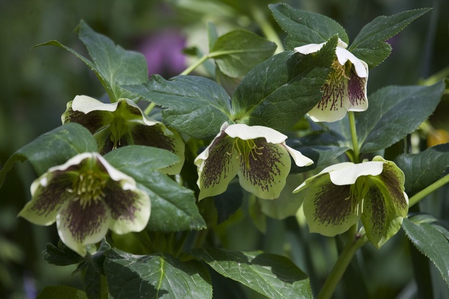 Зимник морозник