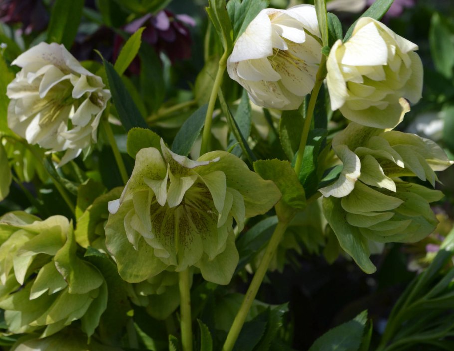 Морозник куст