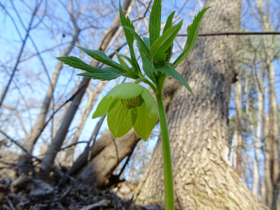 Морозник Helleborus argutifolius