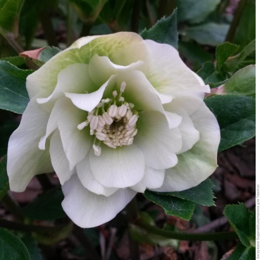 Морозник (Helleborus) кавказский