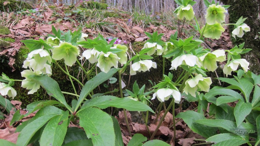 Helleborus odorus