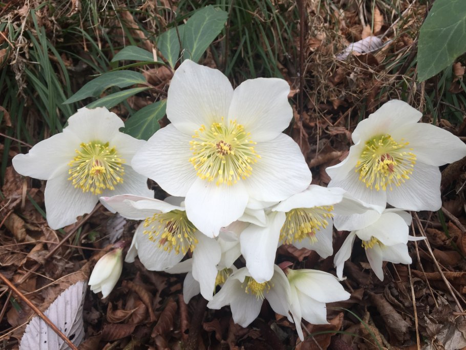 Helleborus orientalis