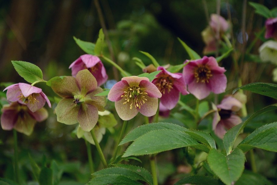 Морозник Helleborus