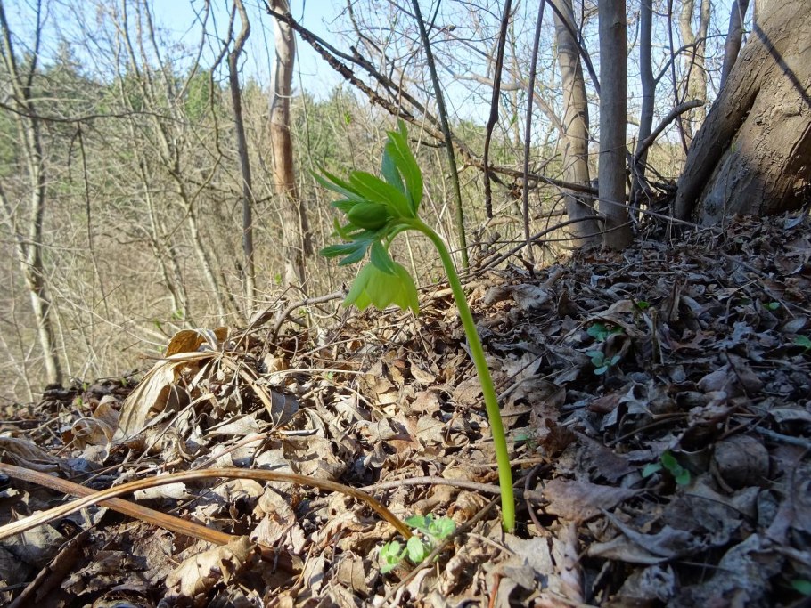 Helleborus Pirouette