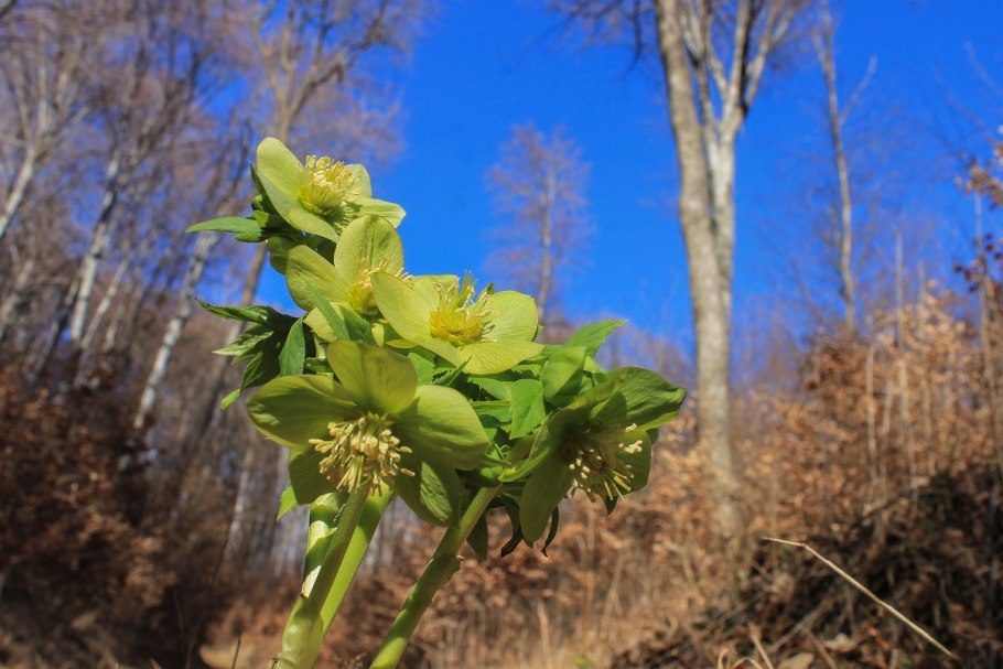 Helleborus odorus