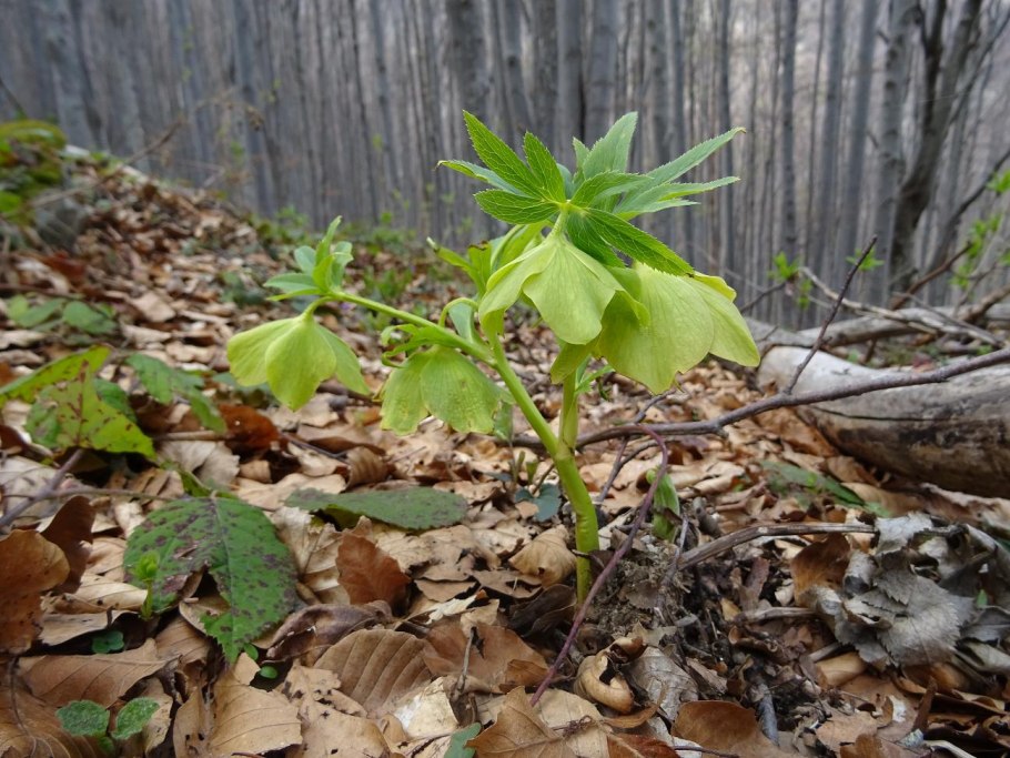 Морозник (геллеборус) foetidus