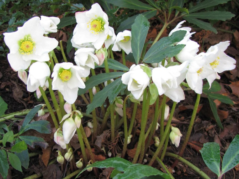 Морозник Helleborus