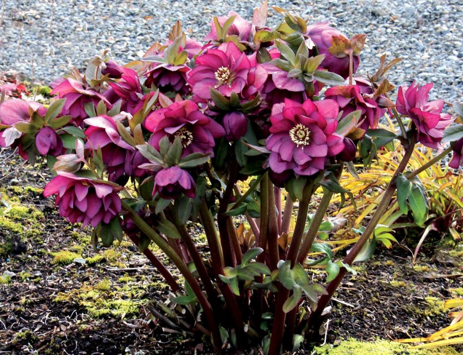 Морозник Helleborus foetidus