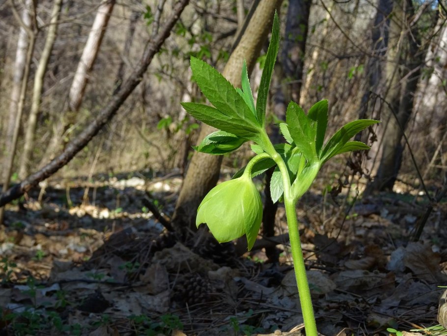 Сеянцы морозника