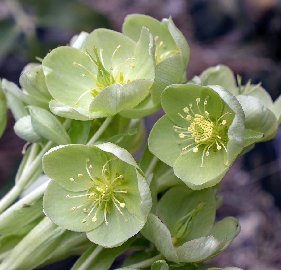 Морозник Helleborus