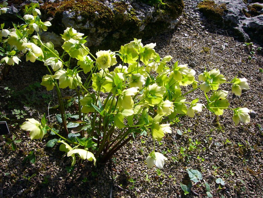 Морозник Helleborus foetidus