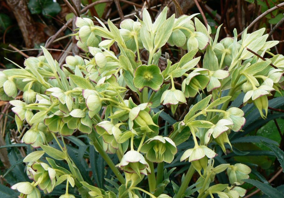 Морозник (геллеборус) foetidus