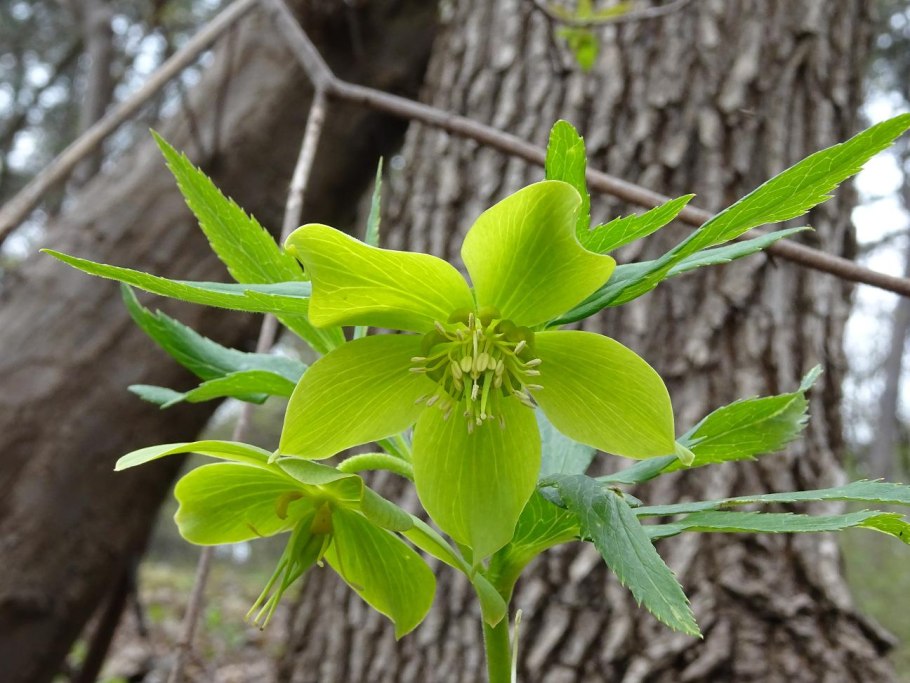 Helleborus odorus