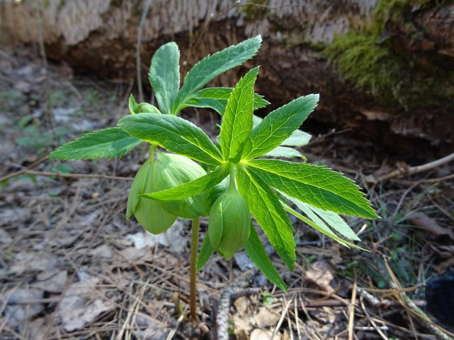 Морозник геллеборус