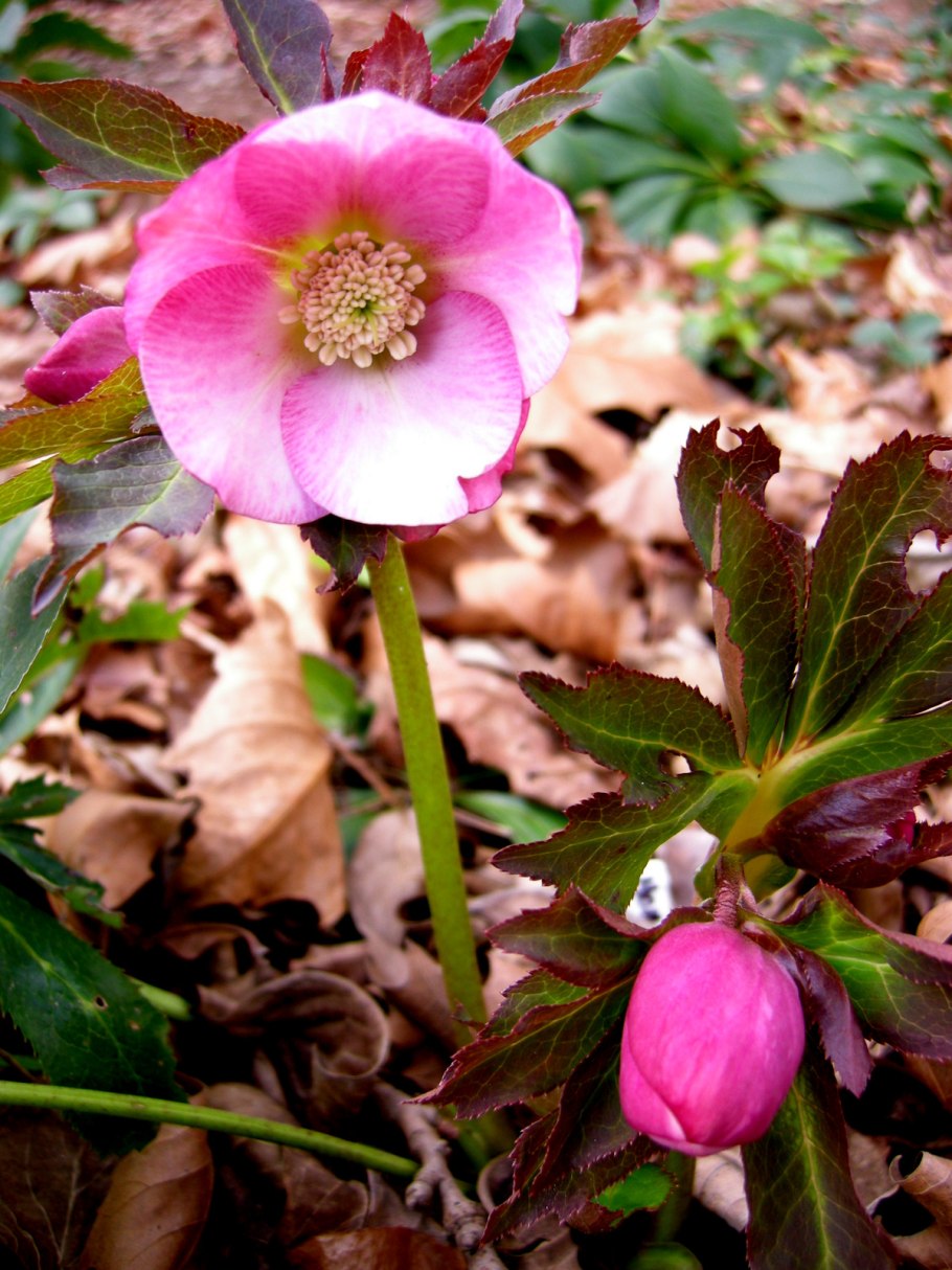 Морозник геллеборус