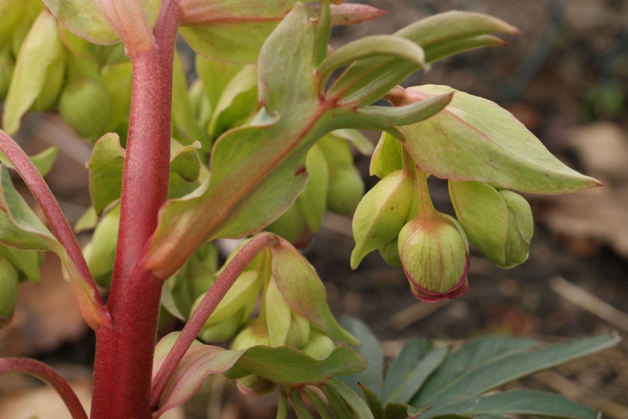 Морозник зелёный