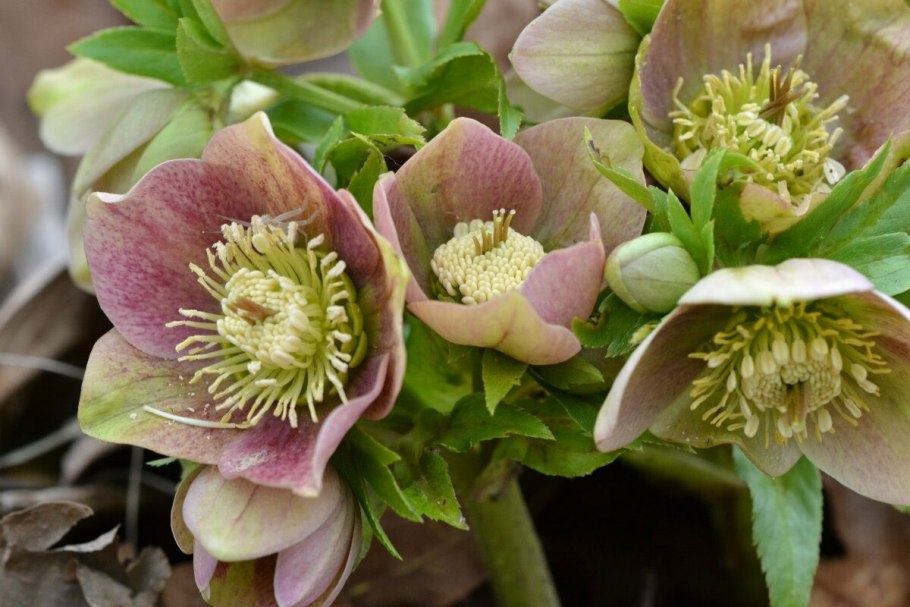 Морозник Helleborus foetidus