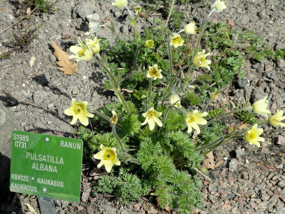 Pulsatilla turczaninovii прострел Турчанинова