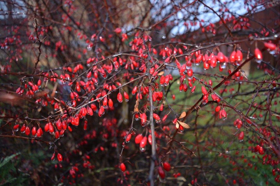 Барбарис Тунберга ред рокет изгородь