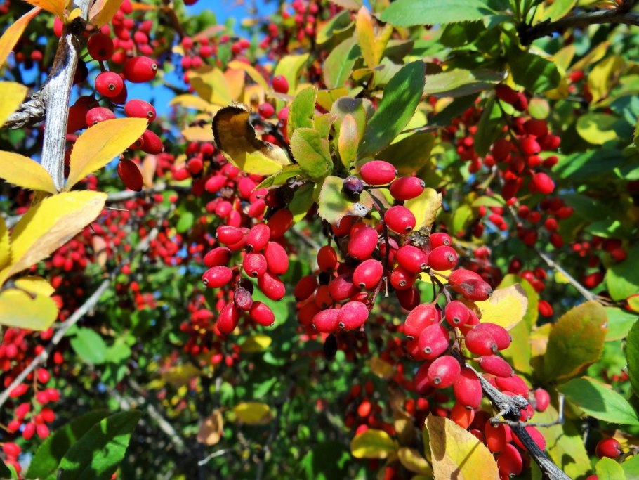 Барбарис (Berberis)