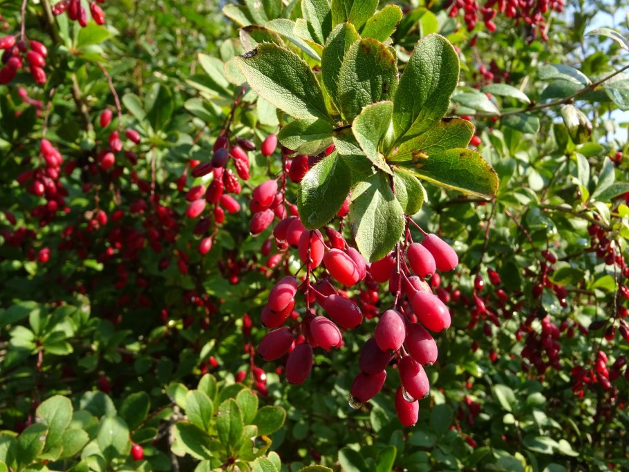 Барбарис обыкновенный декоративный