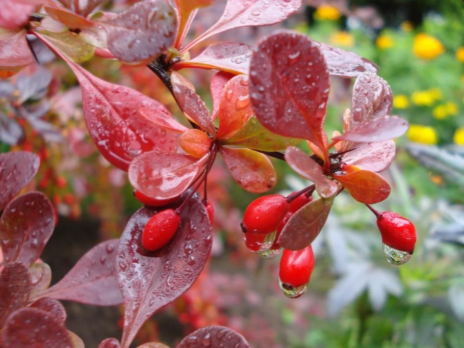 Барбарис обыкновенный Berberis vulgaris