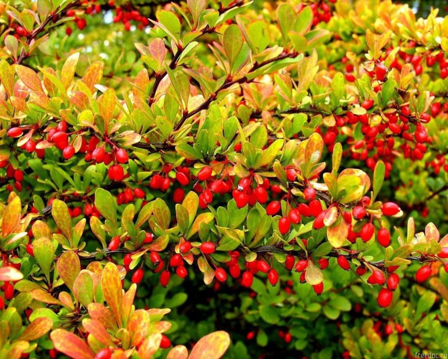 Барбарис обыкновенный Berberis vulgaris