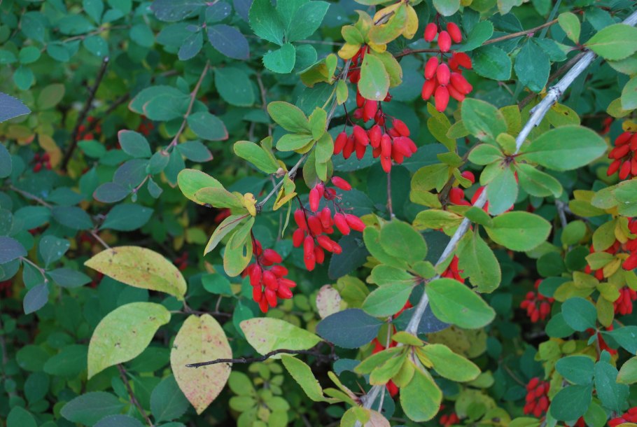 Барбарис (Berberis)