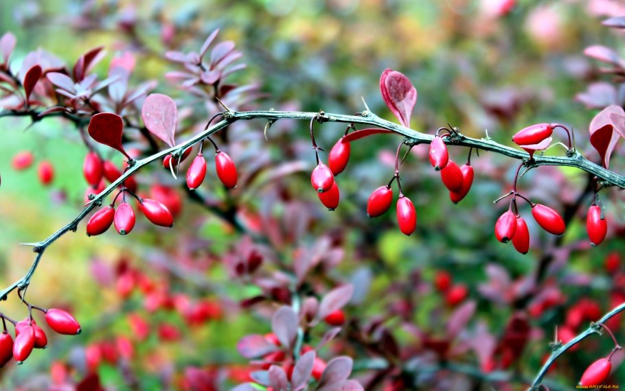 Барбарис оттавский ягоды