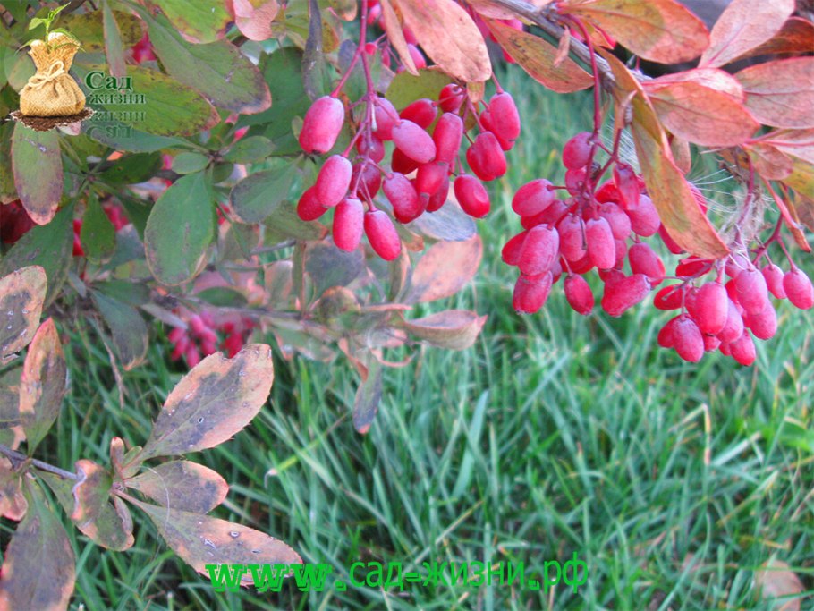Барбарис обыкновенный (vulgaris)