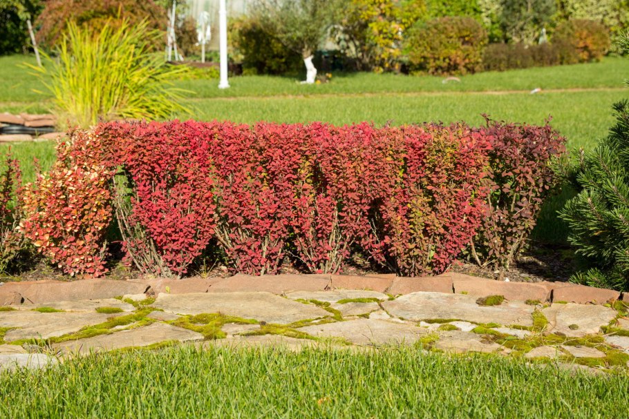 Барбарис обыкновенный куст