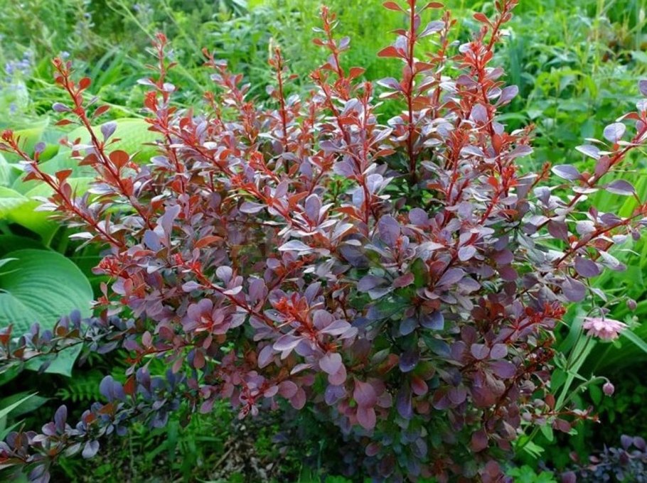 Барбарис Амурский Berberis amurensis