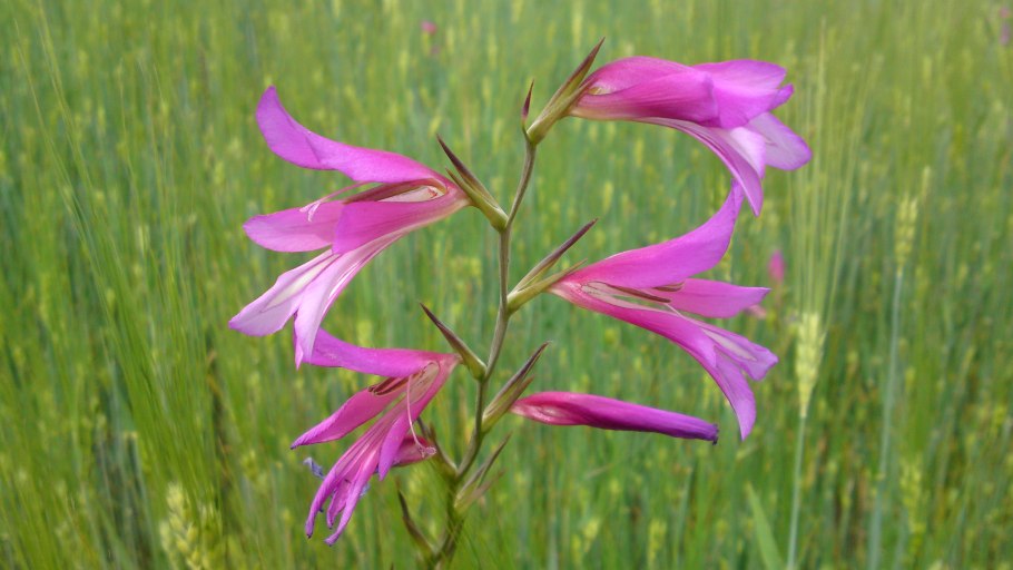 Дикий Гладиолус (шпажник черепитчатый)