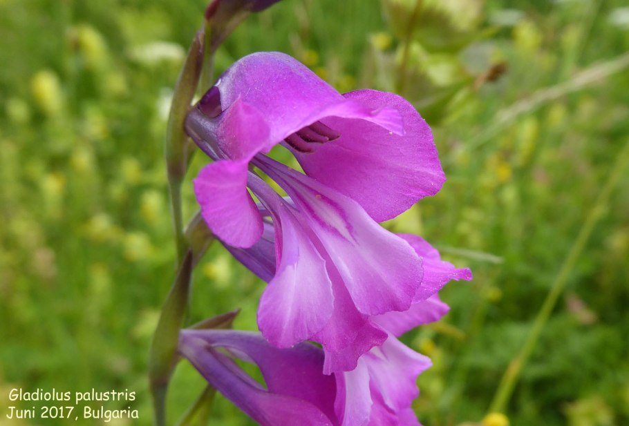 Gladiolus palustris