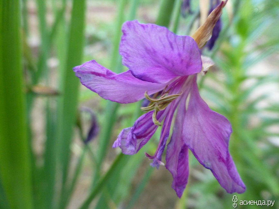 Шпажник черепитчатый - Gladiolus imbricatus