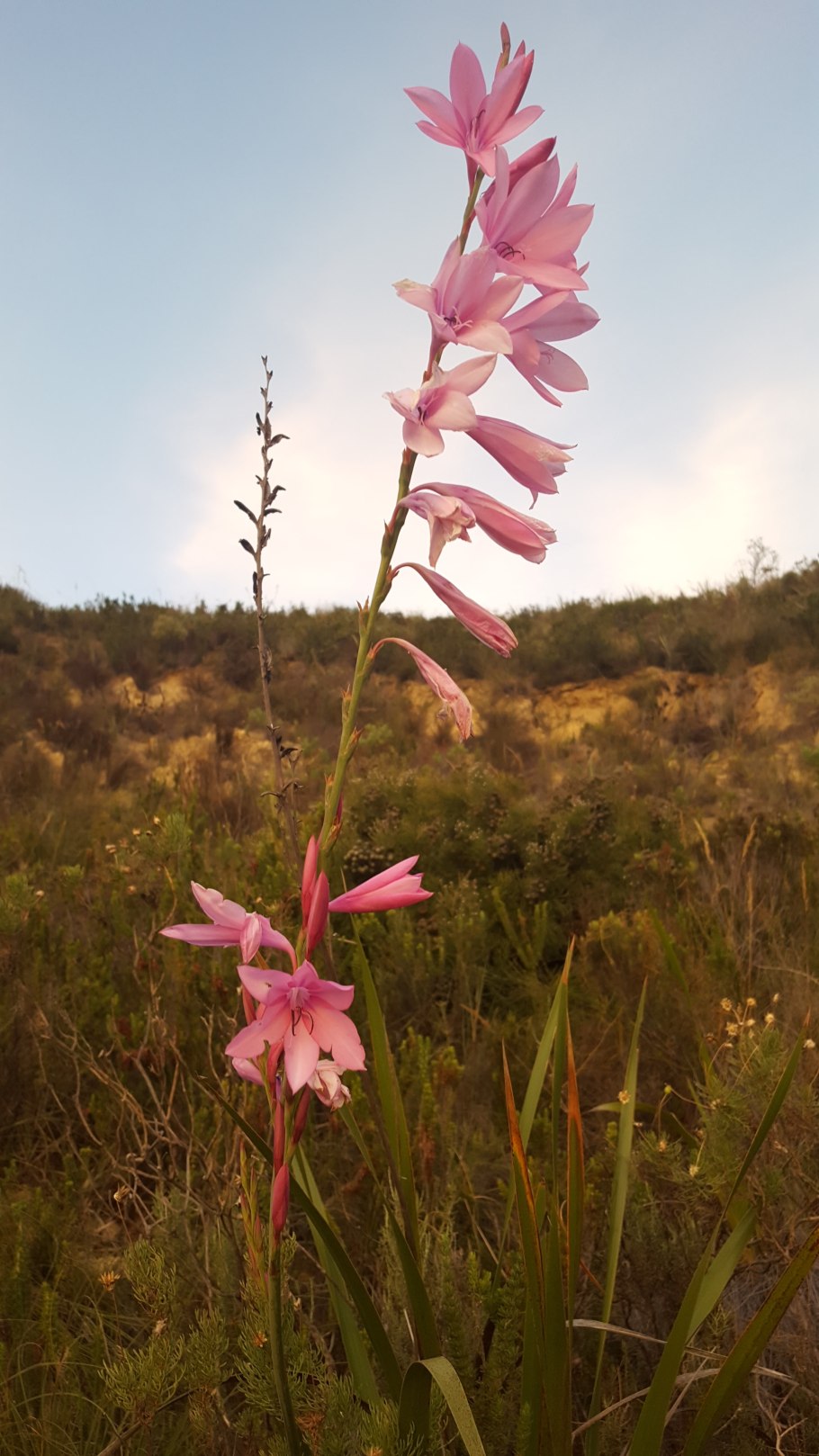 Шпажник тонкий