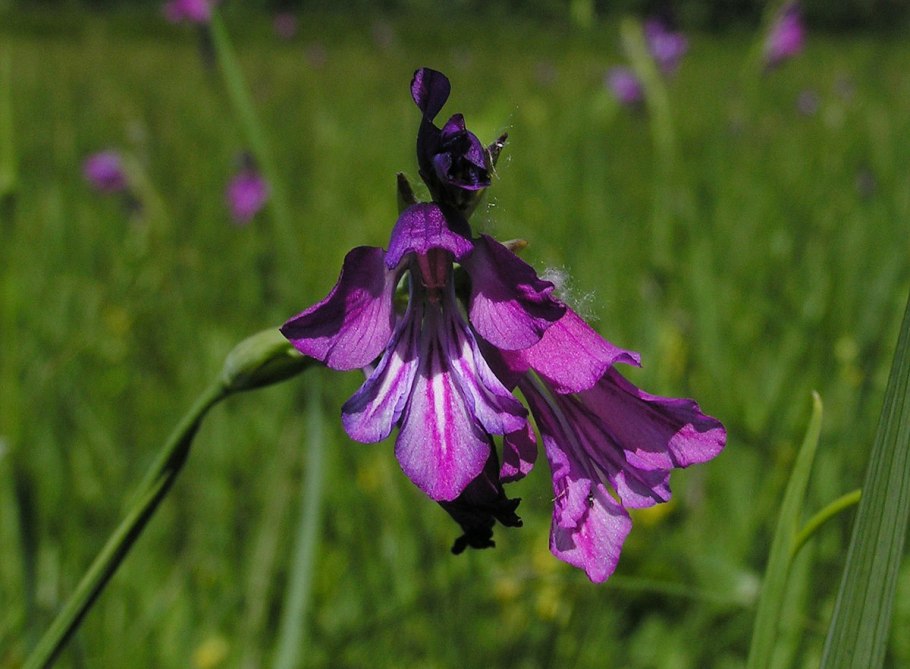 Гладиолус шпажник черепитчатый