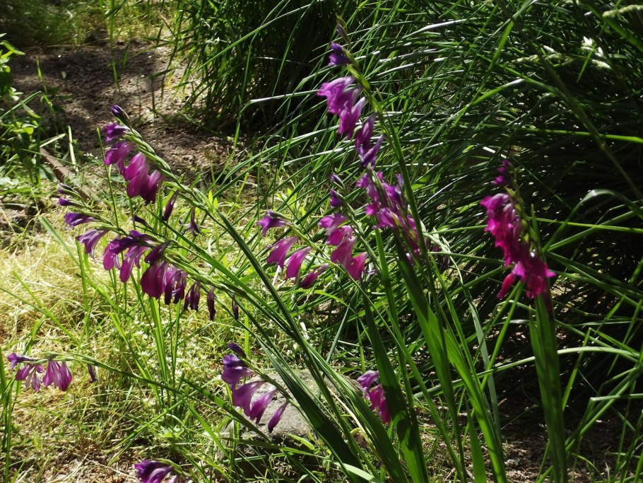 Гладиолус черепитчатый многолетний