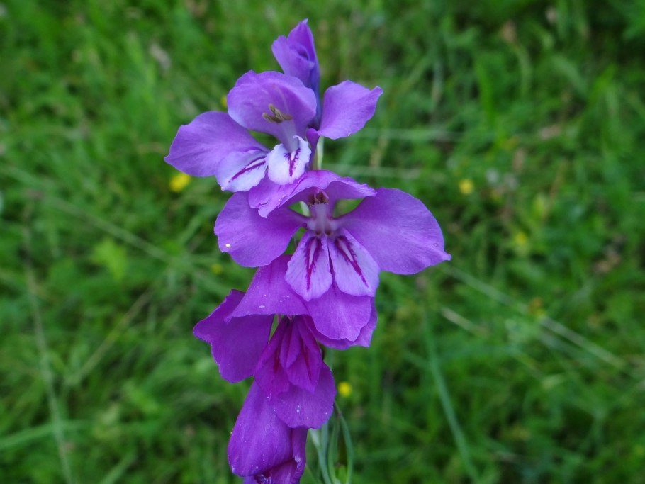 Gladiolus imbricatus