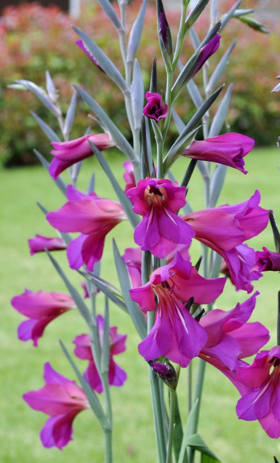 Дикий гладиолус шпажник