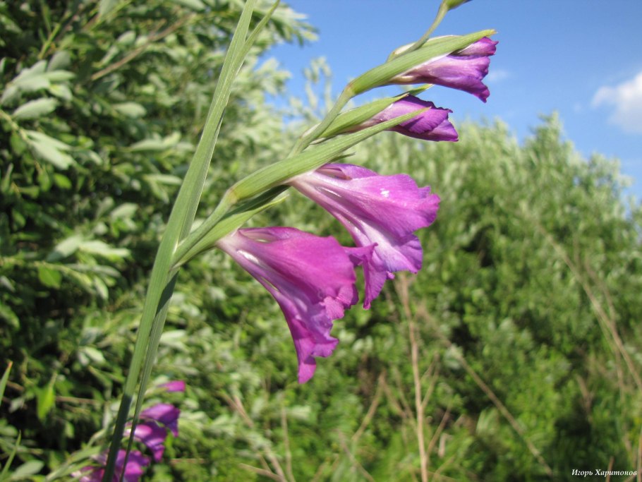 Гладиолус черепитчатый