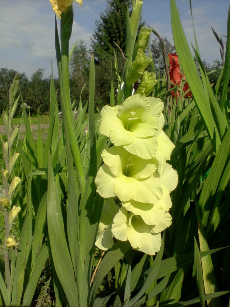 Шпажник черепитчатый фото