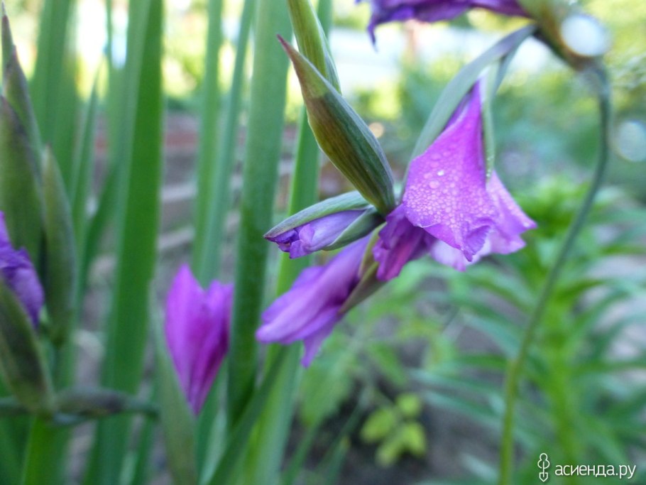 Шпажник черепитчатый