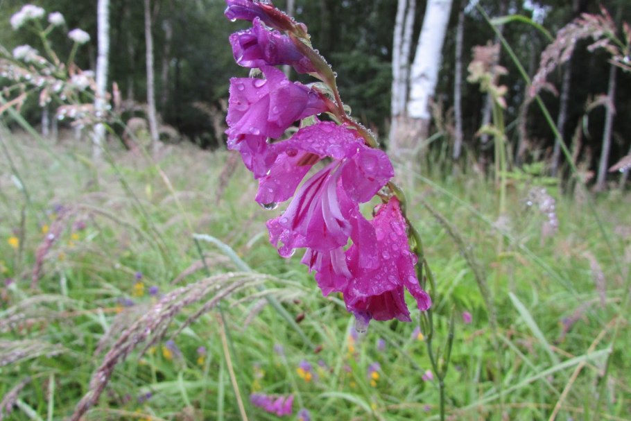 Гладиолус шпажник черепитчатый