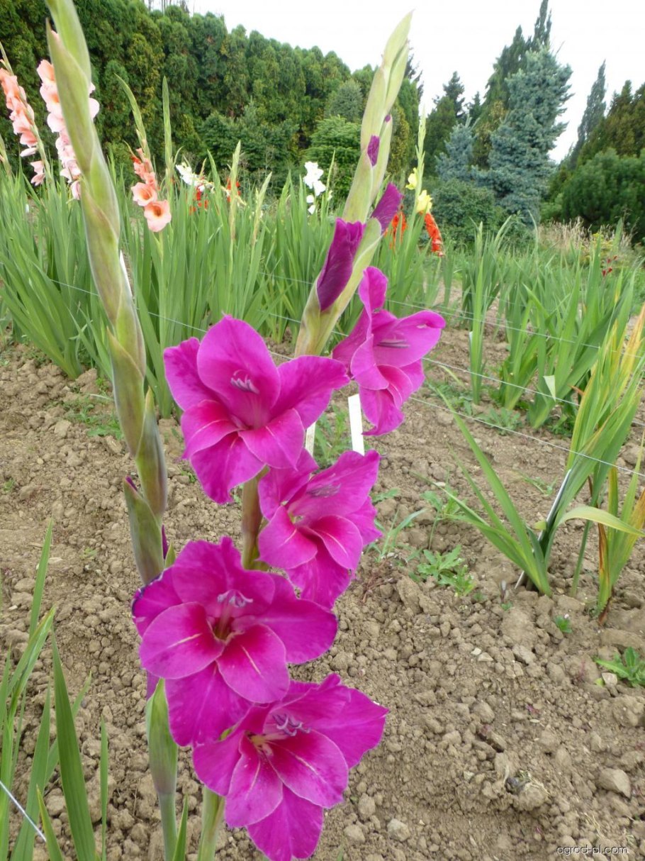 Шпажник черепитчатый поля
