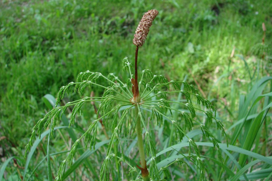 Equisetum sylvaticum l