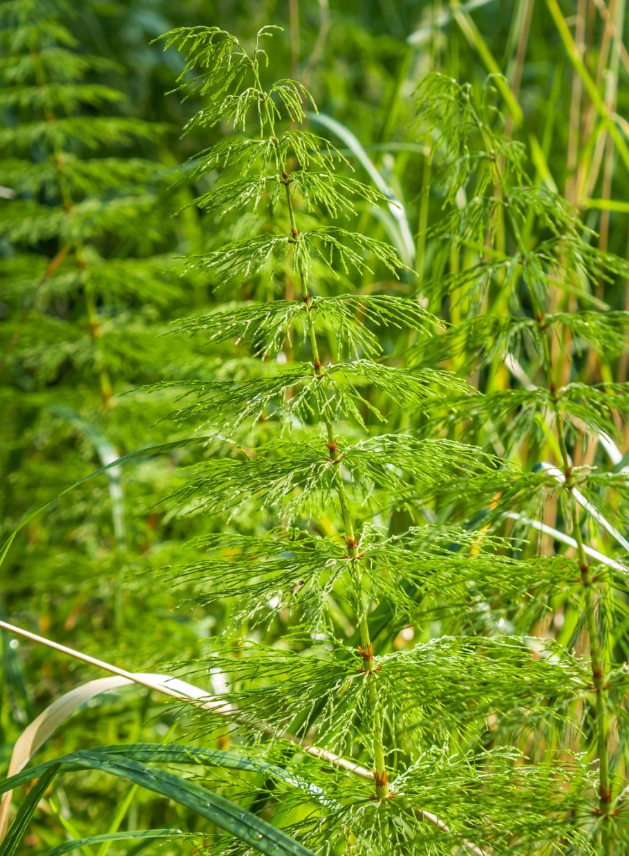 Трава хвоща Лугового