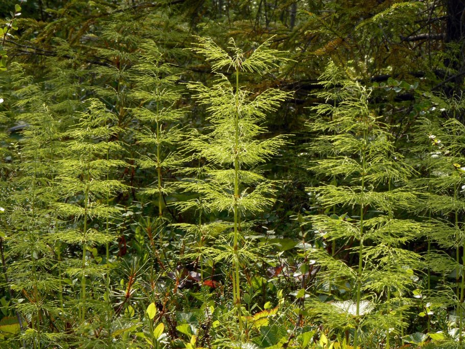 Ильменский заповедник хвощи